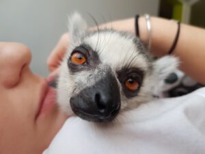 Oswojony Lemur
