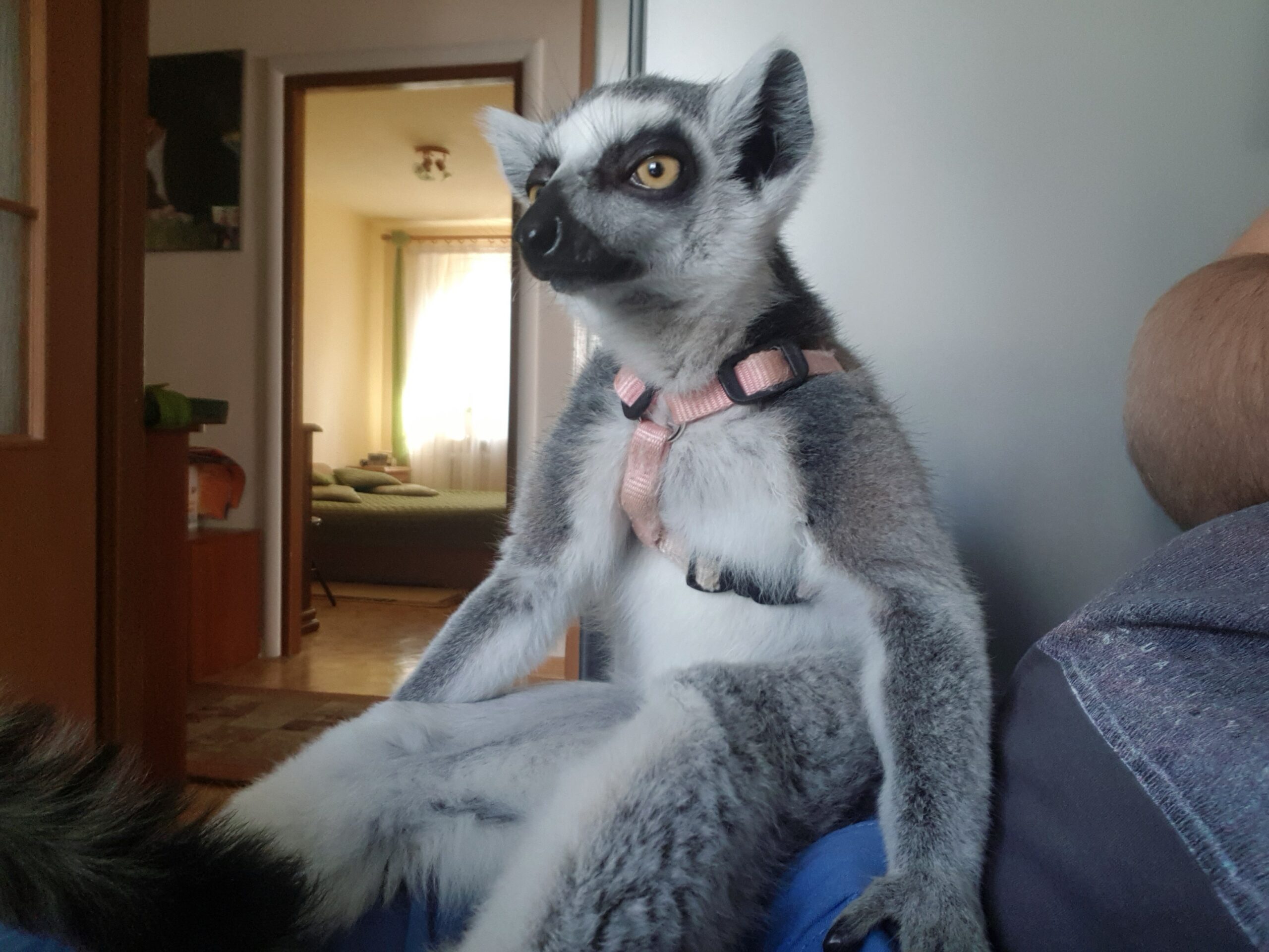 Lemur Katta w domu