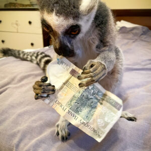 Lemur z pieniędzmi